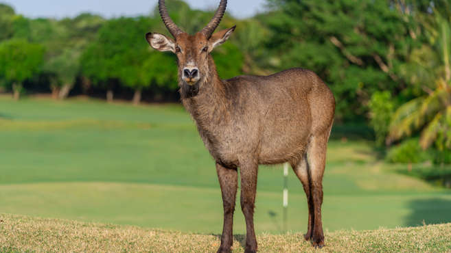 Wildlife introduced at Vipingo Ridge’s PGA Baobab Course