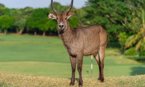 Wildlife introduced at Vipingo Ridge’s PGA Baobab Course